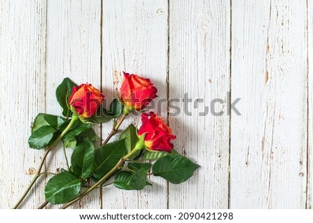 Three red roses on white wooden background. Flat lay, top view, free copy space.