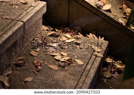 autumn fallen leaves on wooden stump