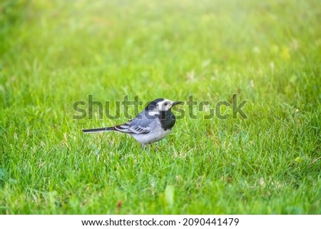Cute bird white wagtail, Motacilla alba standing on a green lawn in spring. The white wagtail is a small passerine bird in the family Motacillidae