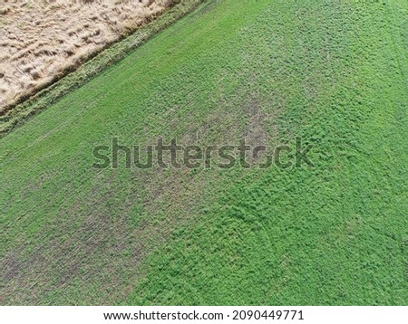 A view of a field growing in the Eastern US for hay