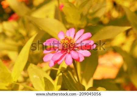 Zinnia flower 