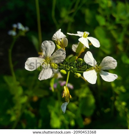 Wild Radish Flower.Close up colorful radish flower with green leaves in the spring by Morgan Wright Malcolmia maritima, also known by its common name Virginia stock, is a popular annual garden plant.