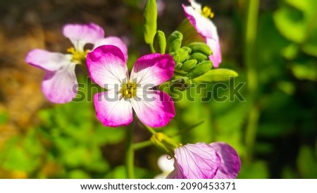 Wild Radish Flower.Close up colorful radish flower with green leaves in the spring by Morgan Wright Malcolmia maritima, also known by its common name Virginia stock, is a popular annual garden plant.