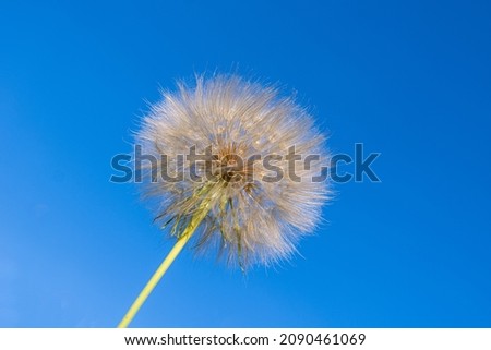 a picture of the dandelion against the blue sky and white clouds 