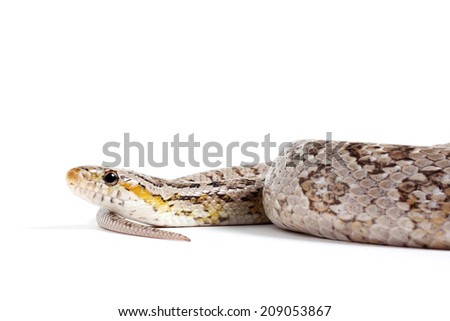 corn snake on a white background