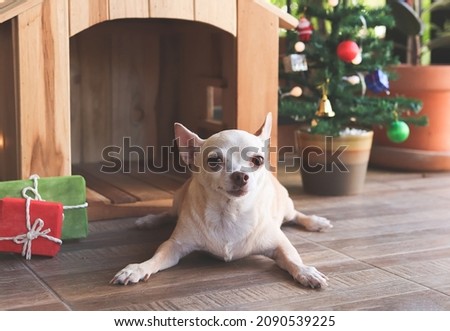 Portrait of short hair Chihuahua dog  lying down  in front of wooden dog's house, christmas tree and gift boxes, looking at camera.