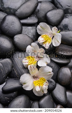 beautiful three orchid on stones background