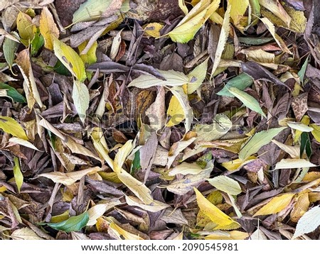 meadow of foliage leaves fallen in autumn. High quality photo