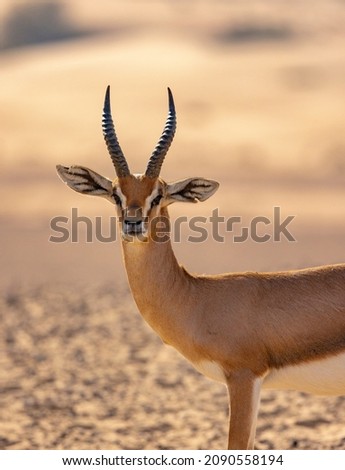 Arabian gazelle in natural habitat within a protected conservation area in Dubai, United Arab Emirates  Royalty-Free Stock Photo #2090558194