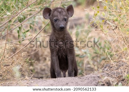 Curious Hyena puppy in the wilderness of Botswana