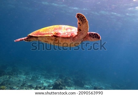 A Green sea turtle swimming in Pescador island Philippines                              