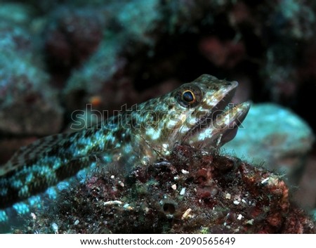 Close up view of a sand Lizardfish amongst corals in Pescador Island Philippines                               