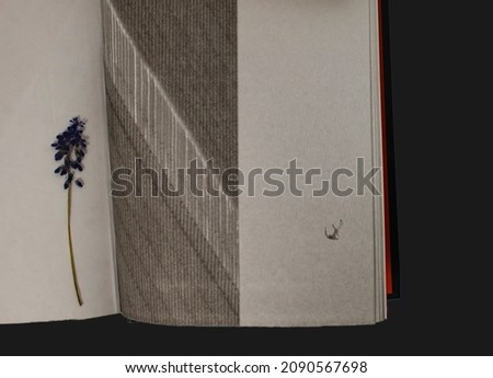 Blue dry flower on a book page extremely loud and incredibly close. Book on a white background. Dried blue field flower in a book on a wooden table.
