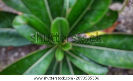 Defocused abstract background of frangipani flower leaves.