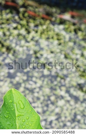  Drops of water on the green leaf with blurred freshwater golden fish swimming in the clear pond.Close up photo shot 