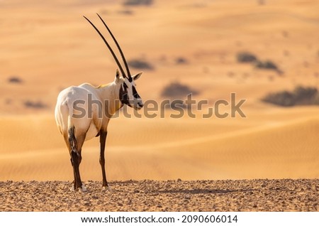 Arabian Oryx in the red sands desert conservation area of Dubai, United Arab Emirates Royalty-Free Stock Photo #2090606014