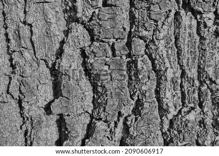 Black and white photo. Gray texture of tree bark. The background of nature, wood. Forest background