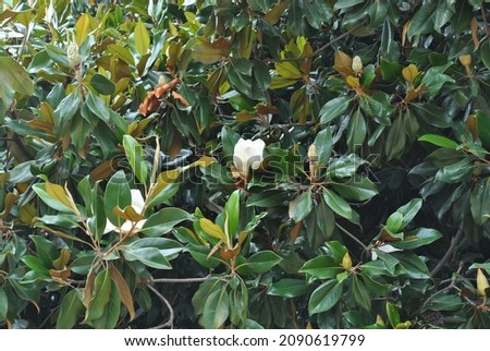 large green bush plant magnolia grandiflorum