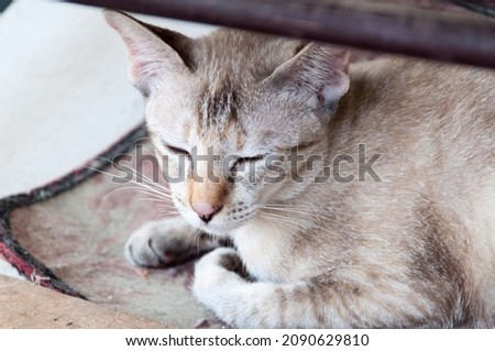 Thai cats are sleeping cute as pets. background concept and pets