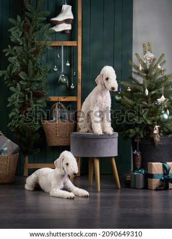 three dogs by the new year tree. funny christmas bedlingtons on the holidays
