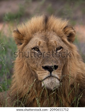 Mature male lion in the wild