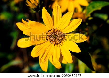 Bright warmth of a yellow flower in summer. Vibrant yellow flower and greenery. 