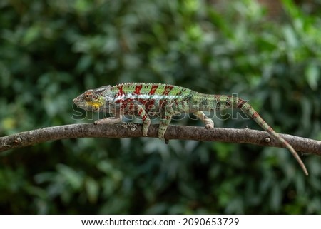 Panther Chameleon - Furcifer pardalis, beautiful colored lizard endemic to Madagascar bushes and rainforest. Royalty-Free Stock Photo #2090653729