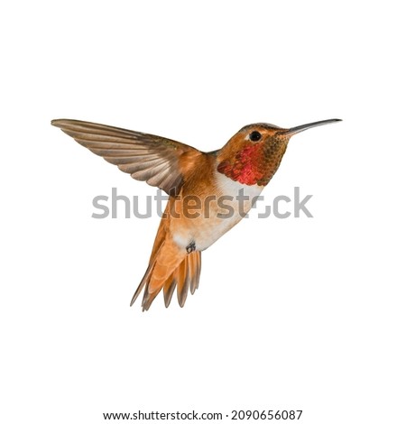 Flying hummingbird isolated on white background Royalty-Free Stock Photo #2090656087