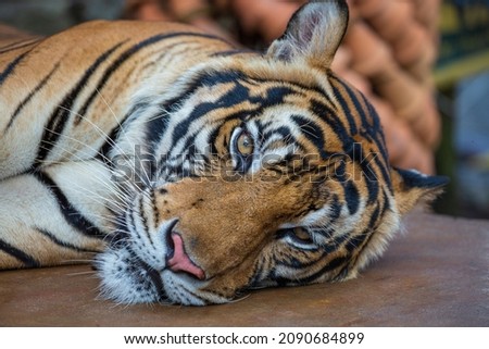 Lying tiger, close-up. Resting tiger face background Royalty-Free Stock Photo #2090684899