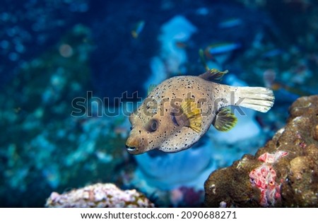The blackspotted puffer, also known as the dog-faced puffer, is a tropical marine fish belonging to the family Tetraodontidae Royalty-Free Stock Photo #2090688271