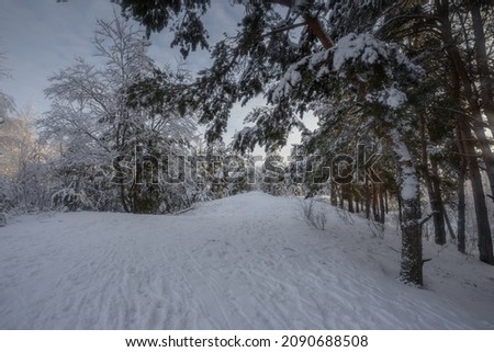 winter forest, trees in the snow, nature photos, frosty morning