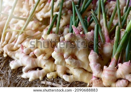 harvest ginger root on field agricultural area. fresh ginger plant farm. A lot of Ginger Root. for sold in the market. Royalty-Free Stock Photo #2090688883