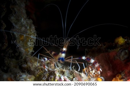 Stenopus hispidus is a shrimp-like decapod crustacean belonging to the infraorder Stenopodidea. Common names include coral banded shrimp and banded cleaner shrimp.