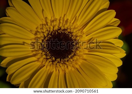 closeup view of the yellow flower