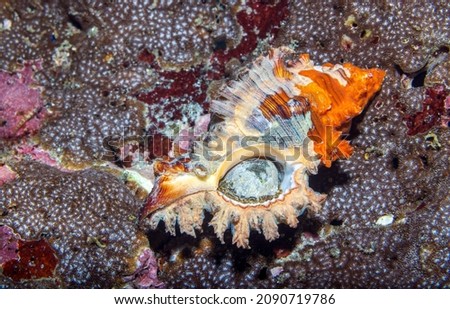 Muricidae is a large and varied taxonomic family of small to large predatory sea snails, marine gastropod mollusks, commonly known as murex snails or rock snails. Royalty-Free Stock Photo #2090719786