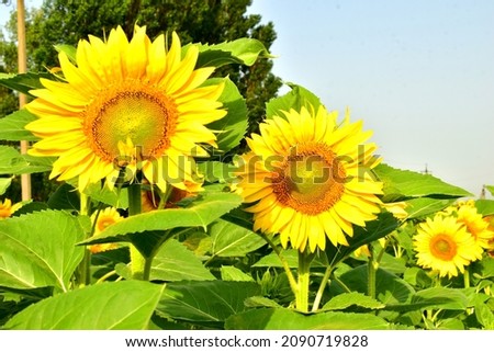The picture shows several yellow sunflowers growing in the field and their wide green leaves.