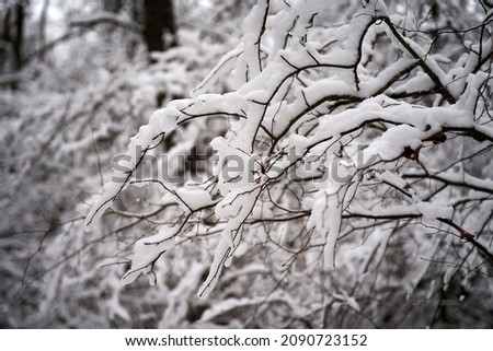 White snow on a bare tree branches on a frosty winter day, close up. Natural background. Selective botanical background. High quality photo Royalty-Free Stock Photo #2090723152