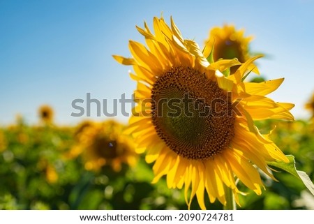 Sunflowers in the field close up
