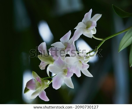 White, beautiful, blooming orchid flowers in the green leaf background. High quality photo