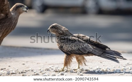 Black Kite (Milvus migrans) eagle bird having food at road side in busy city space.