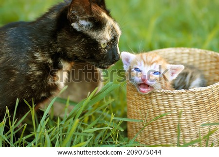 black tortoiseshell cat mother and her orange baby kitten peeking from basket closeup