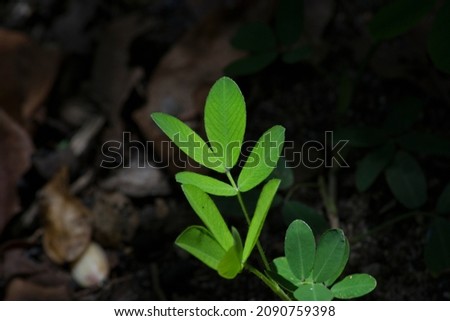 Forage peanut leaves (Arachis pintoi) in organic cultivation formation in the city of Rio de Janeiro, Brazil.