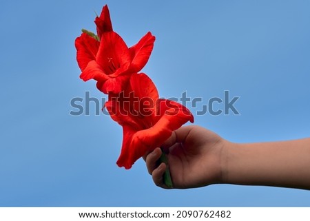 Red flower in hand. The child is holding a beautiful flower against the background of the blue sky.