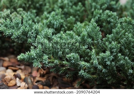 creeping cedar (Juniperus horizontalis) a low-growing shrubby juniper native to northern North America Royalty-Free Stock Photo #2090764204