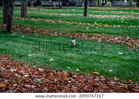 Crow runs on the lawn in the autumn park. Bird on a background of green grass and rows of collected fallen leaves