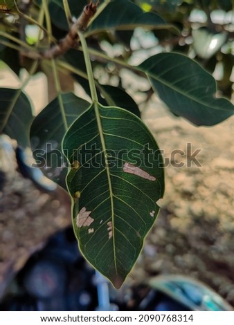 Stock photo of Banyan tree leaf on blur blur background, It have healing and anti microbial properties. Picture captured at gulbarga,Karnataka, India. focus on object