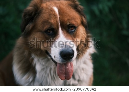A portrait of happy dog with its tongue out. Moscow Watchdog sitting in the garden with blurred greeen background.  Royalty-Free Stock Photo #2090770342