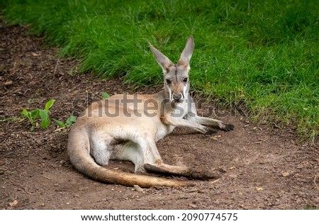 Red Kangaroo resting in the grass as zoo animals.