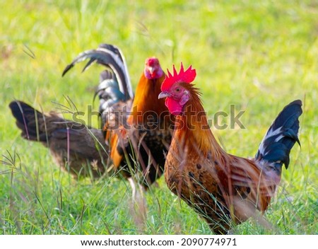 ๋Jungle fowl. Chickens. Flocks of chickens roam freely at sunset. Royalty-Free Stock Photo #2090774971