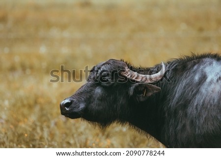 black water buffalo grazing in a meadow